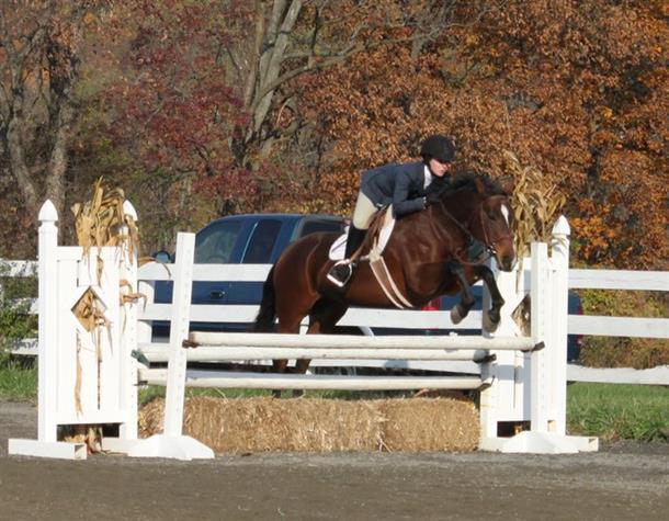 Spotlight horse April 2017 Spotlight horse April 2017
