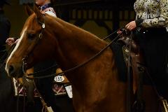 spotlight horse harley spotlight horse harley
