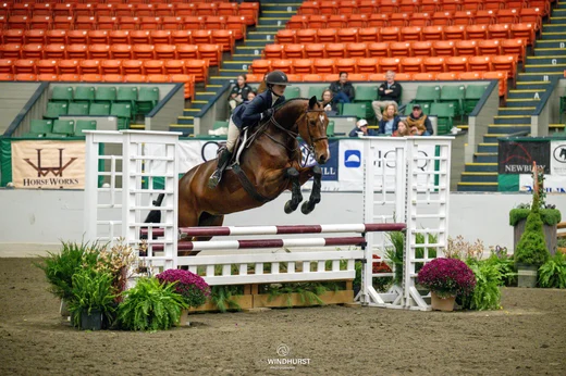 junior jumping bay horse